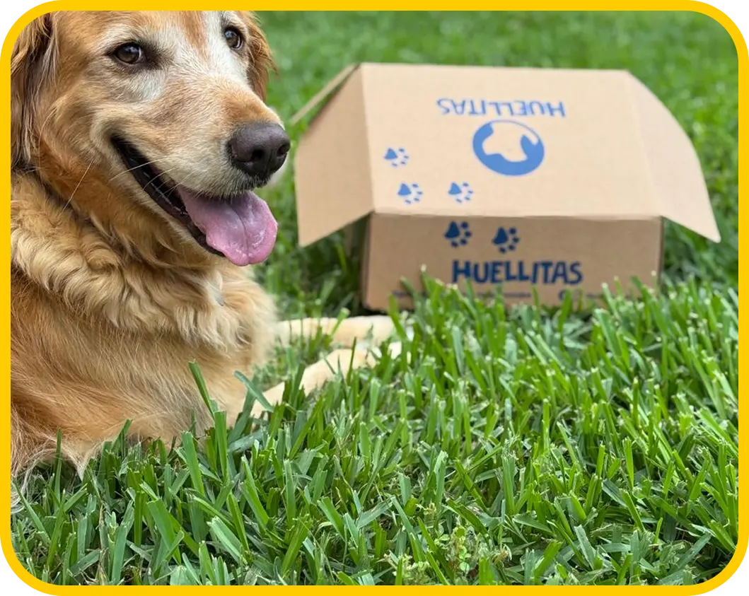 Perro golden con caja de Huellitas