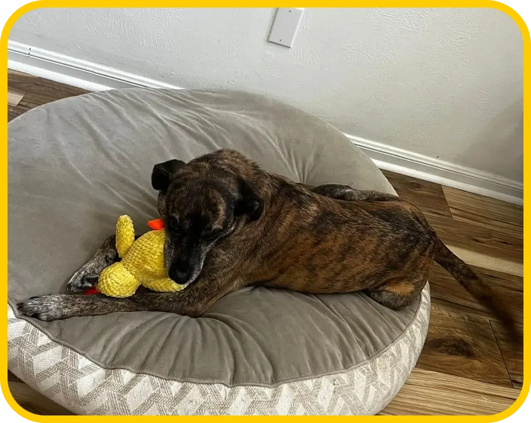 Perro jugando con un juguete de Huellitas